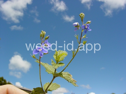 speedwell, germander